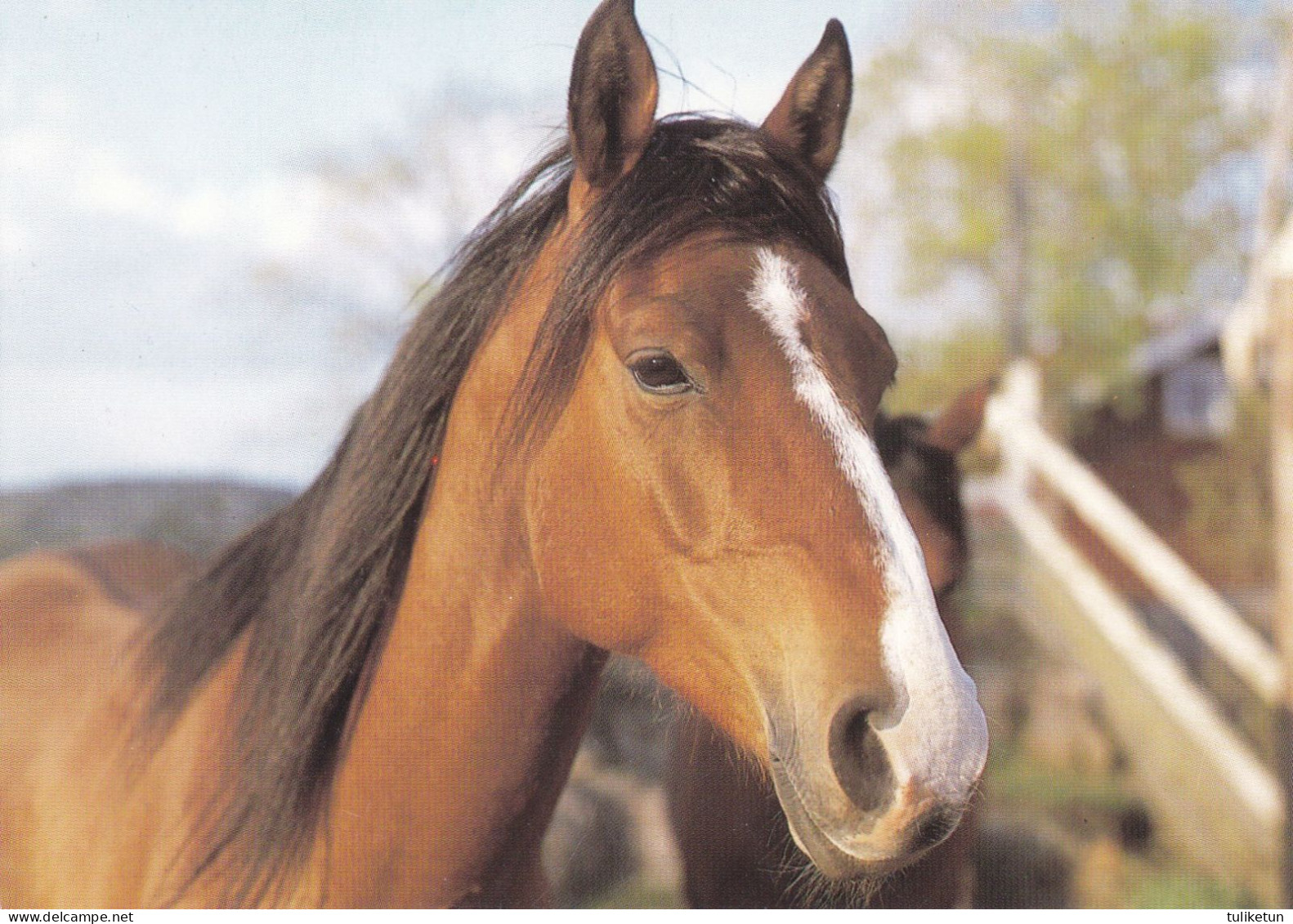 Horse - Cheval - Paard - Pferd - Cavallo - Cavalo - Caballo - Häst - Chevaux