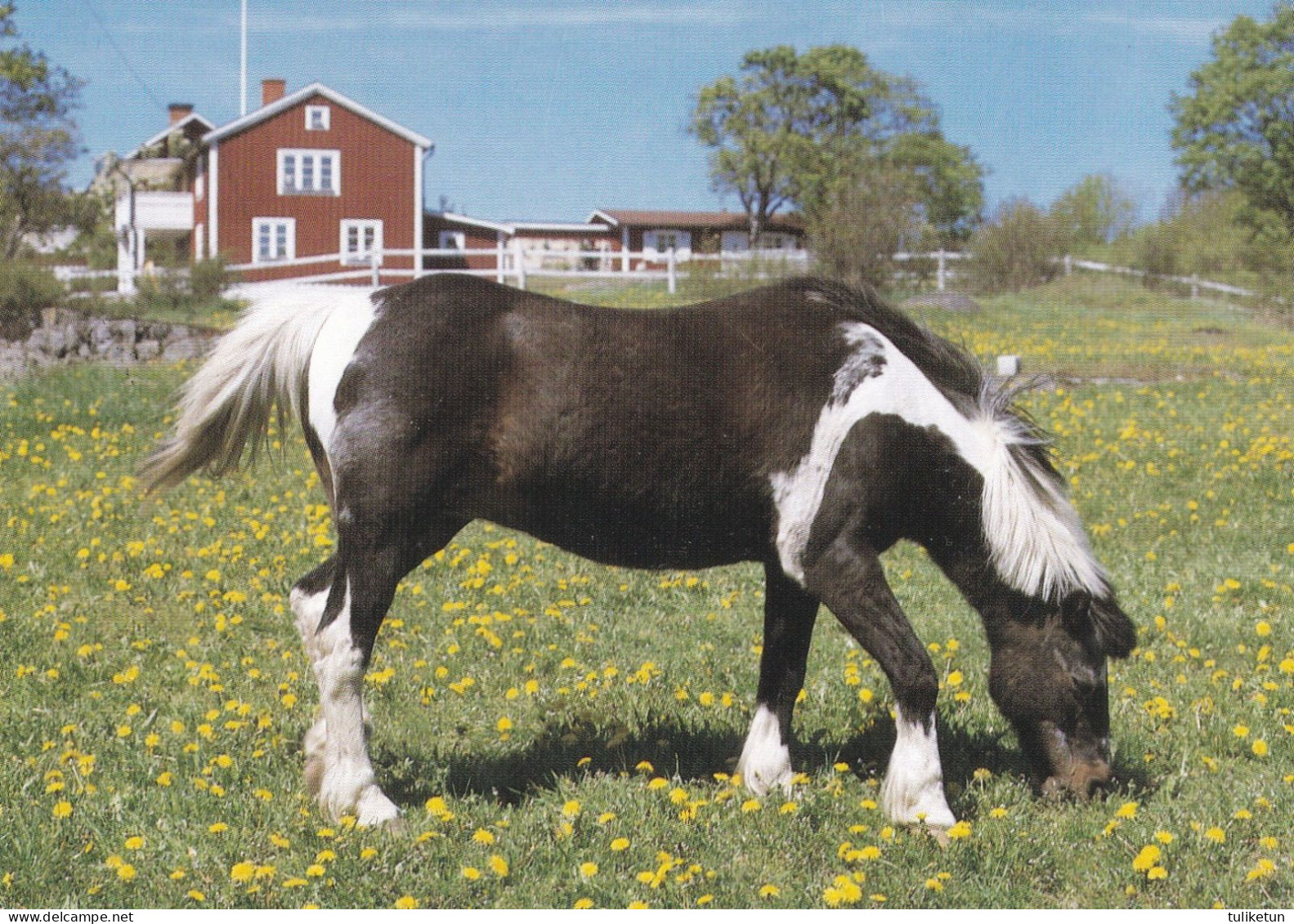 Horse - Cheval - Paard - Pferd - Cavallo - Cavalo - Caballo - Häst - Chevaux