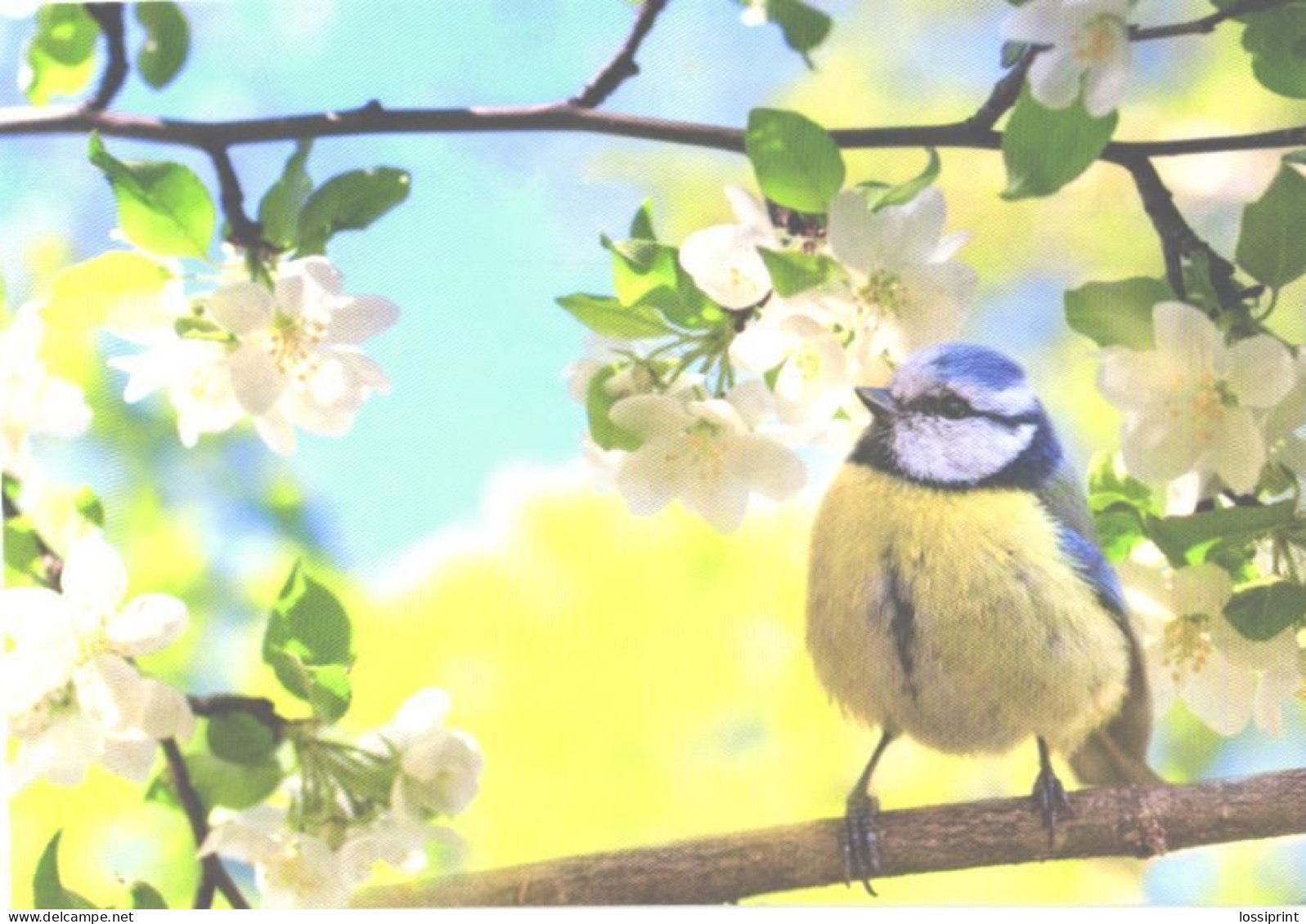 Bird, Tomtit On Tree - Vögel