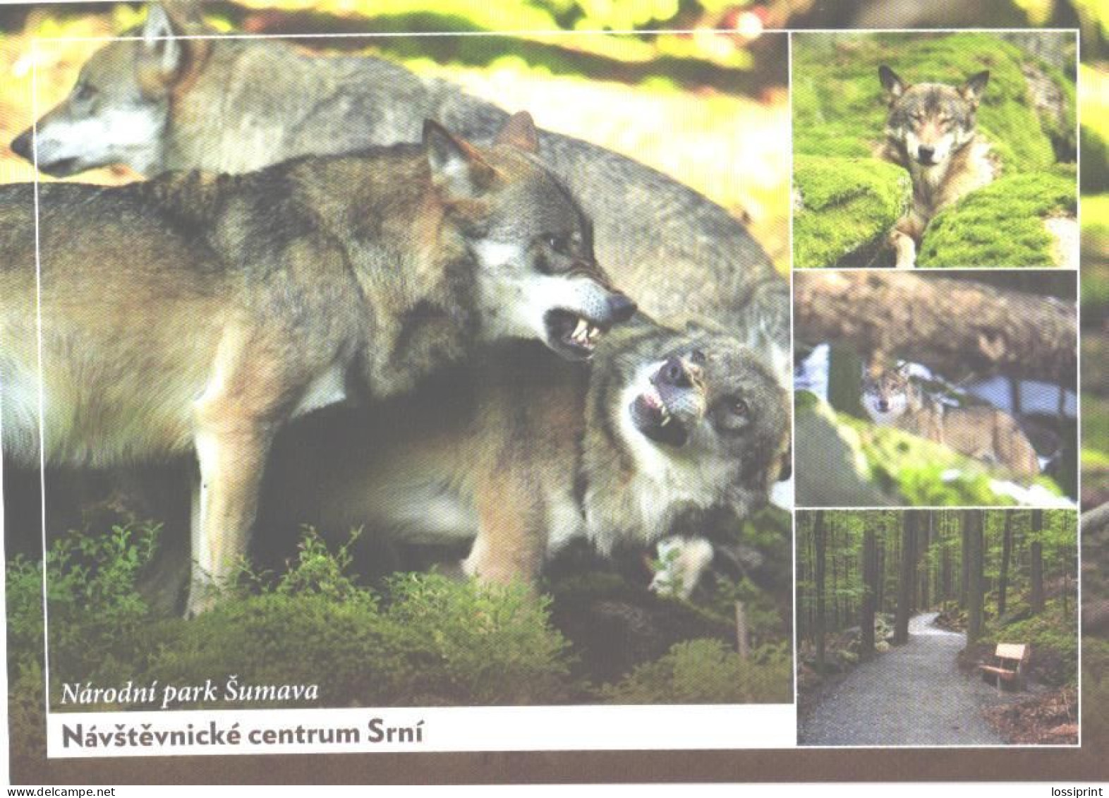 Šumava National Park, Wolfs - Andere & Zonder Classificatie