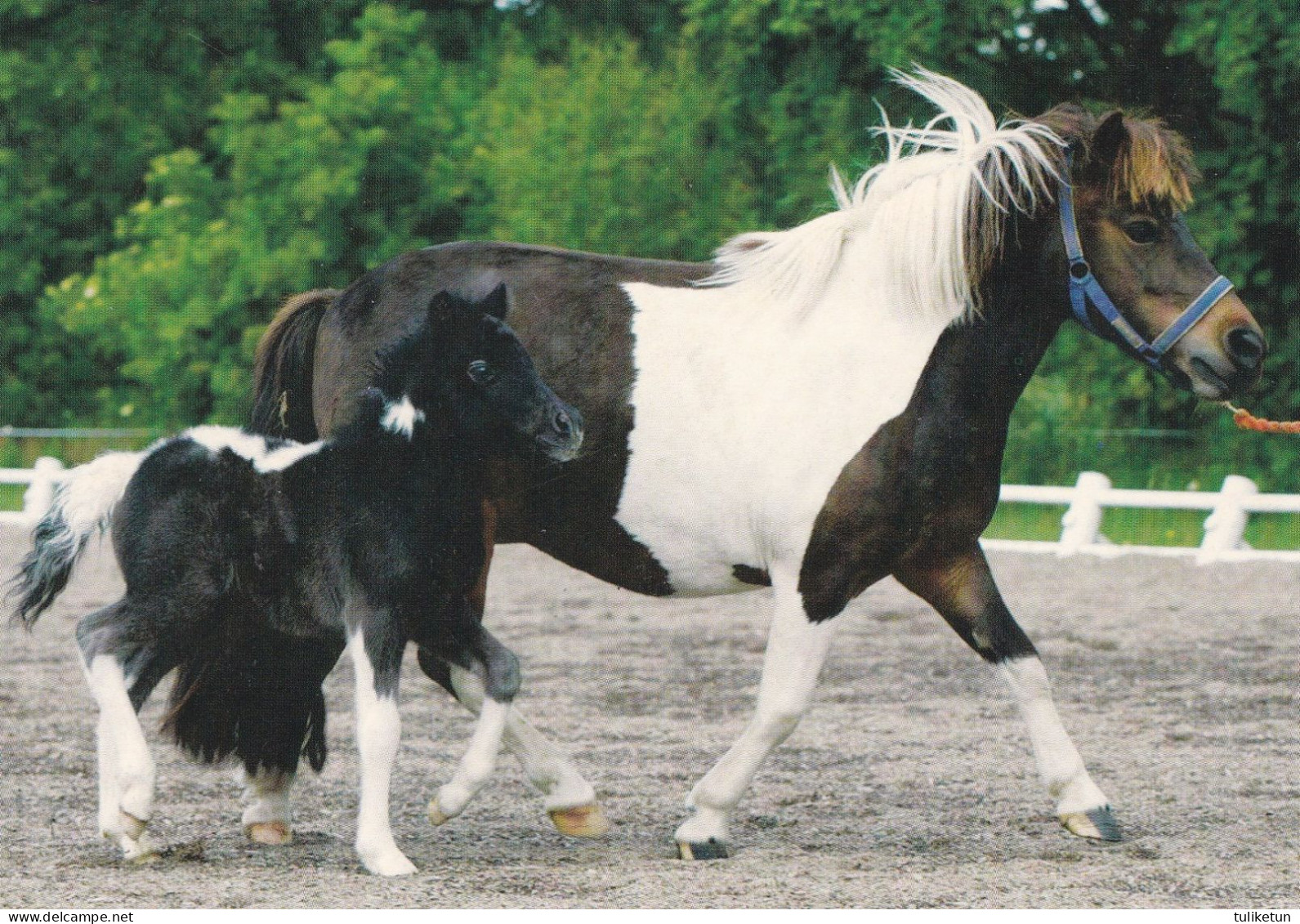 Horse - Cheval - Paard - Pferd - Cavallo - Cavalo - Caballo - Häst - Pferde