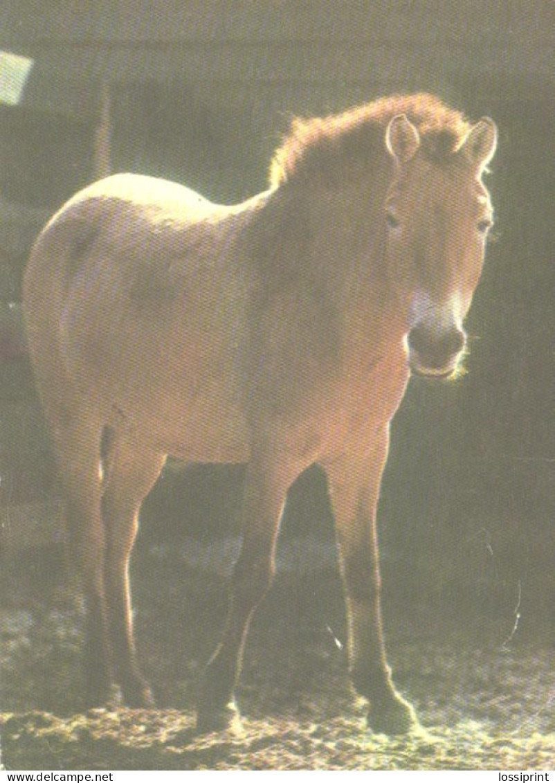 Tallinn Zoo, Prževalski Horse, 1976 - Chevaux