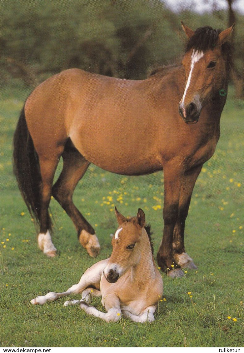 Horse - Cheval - Paard - Pferd - Cavallo - Cavalo - Caballo - Häst - Bromma Kortförlag - Pferde