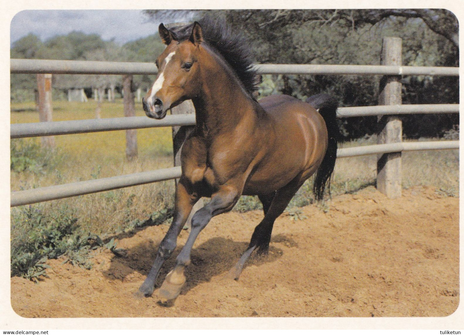 Horse - Cheval - Paard - Pferd - Cavallo - Cavalo - Caballo - Häst - Bromma Kortförlag - Paarden