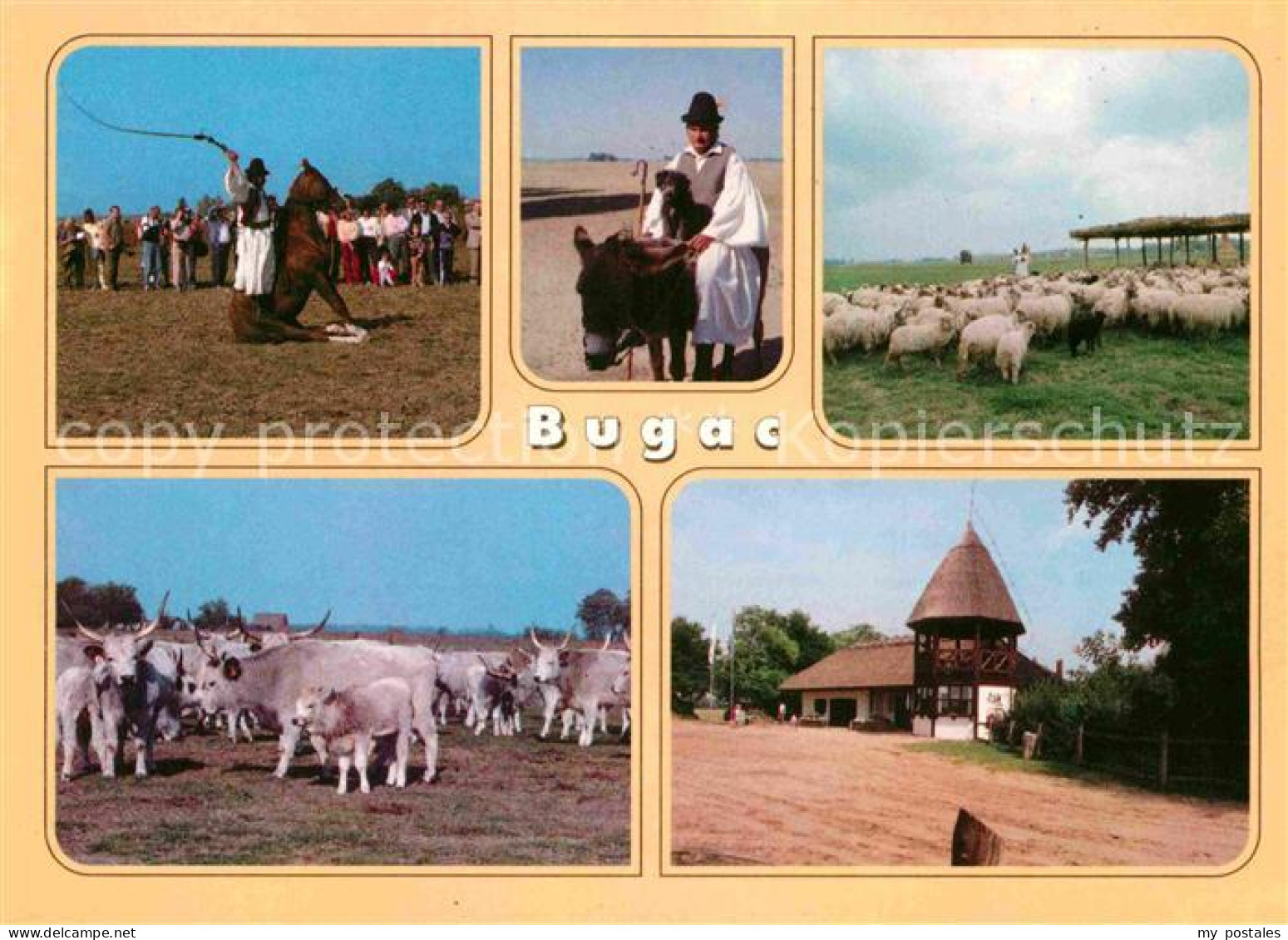 72846966 Bugac Esel Schaf Pferd Bugac - Ungarn