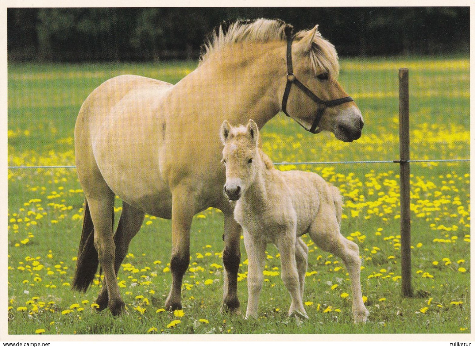 Horse - Cheval - Paard - Pferd - Cavallo - Cavalo - Caballo - Häst - Pictura Graphica AB - Paarden