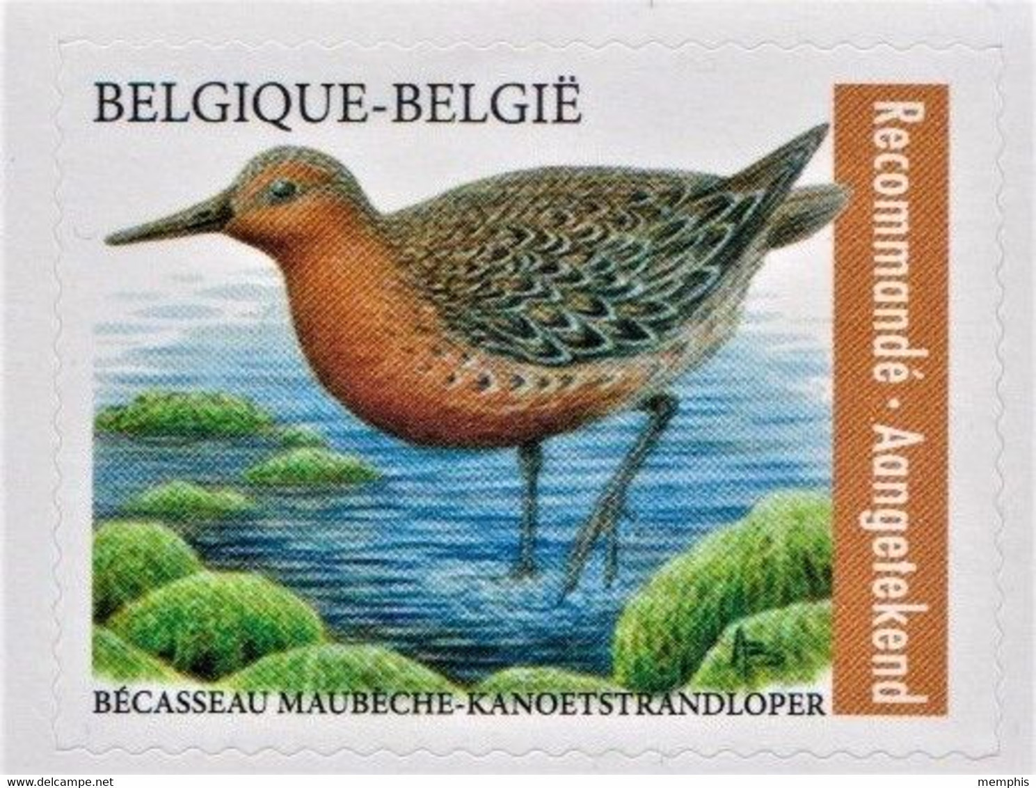 Losse Zelfklevende Zegel "Kanoetstrandloper" Met Brede Witte Rand Rugpapier (kleine Oplage Abonnementen Bpost) - 1985-.. Pájaros (Buzin)