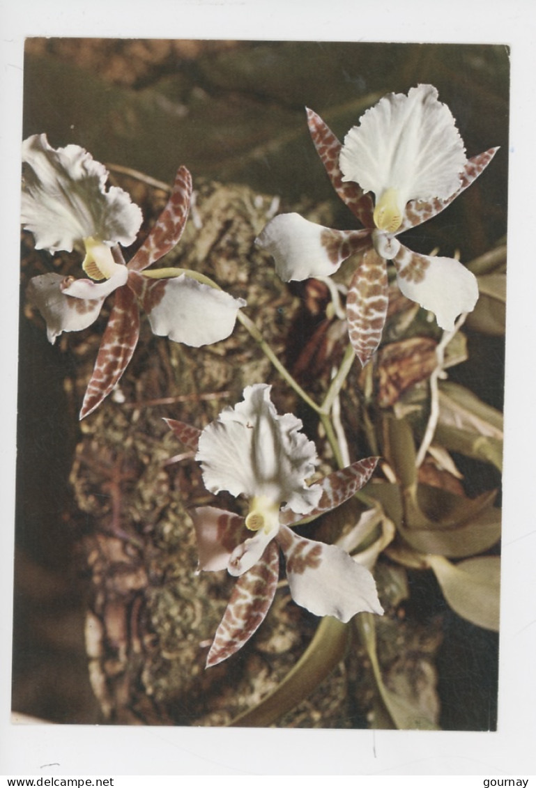 Orchidée, Fleur Tigrée - Flowers