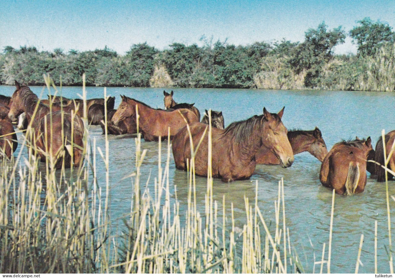 Horse - Cheval - Paard - Pferd - Cavallo - Cavalo - Caballo - Häst - Chevaux