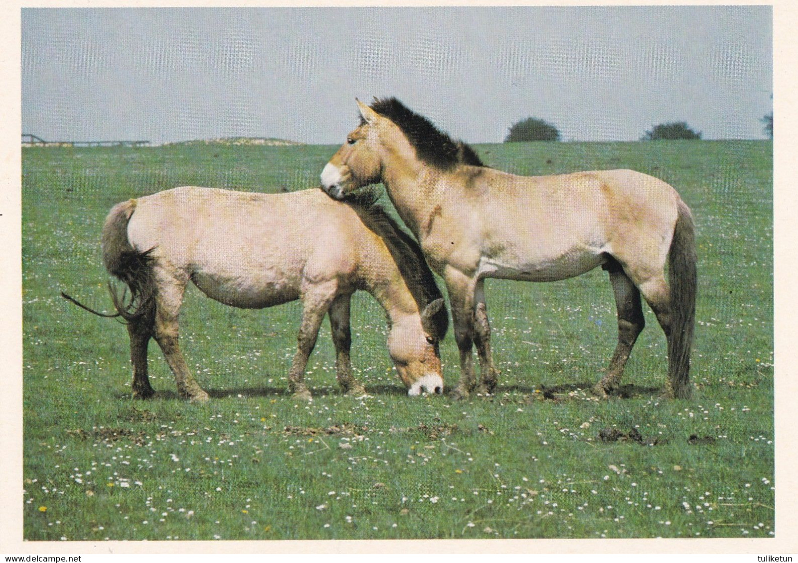 Horse - Cheval - Paard - Pferd - Cavallo - Cavalo - Caballo - Häst - Penny's Album - Przewalski - Paarden
