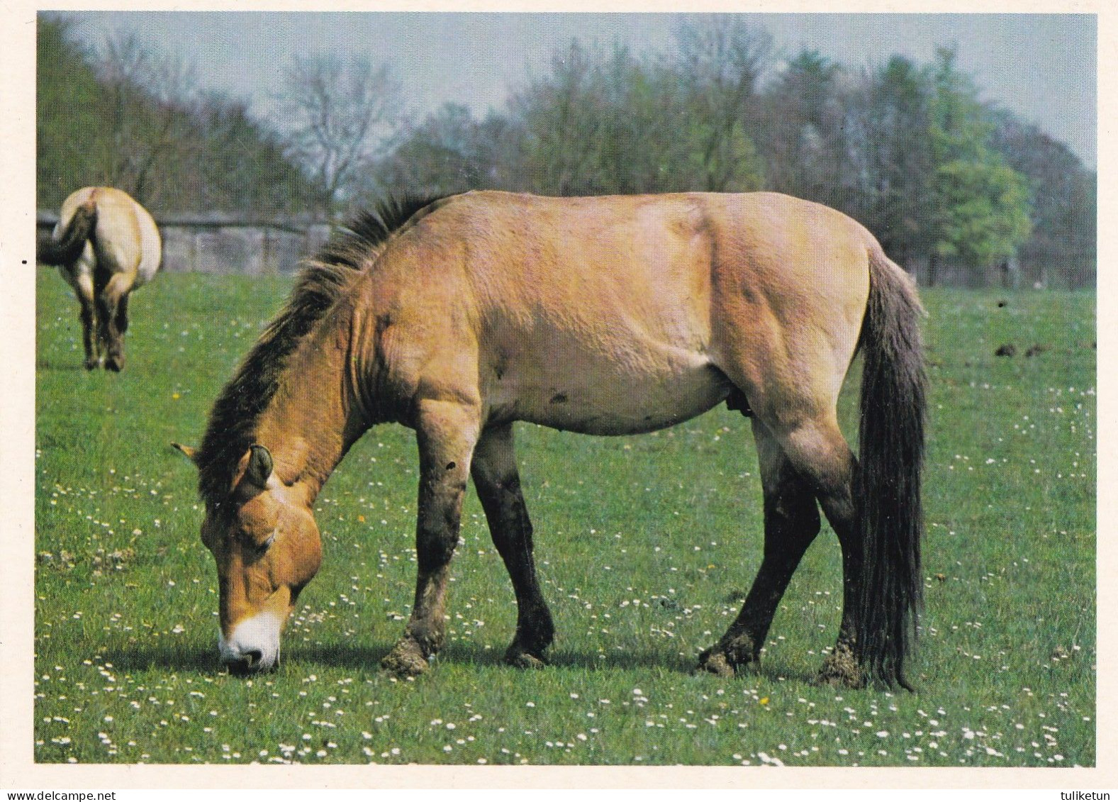 Horse - Cheval - Paard - Pferd - Cavallo - Cavalo - Caballo - Häst - Penny's Album - Przewalski - Caballos