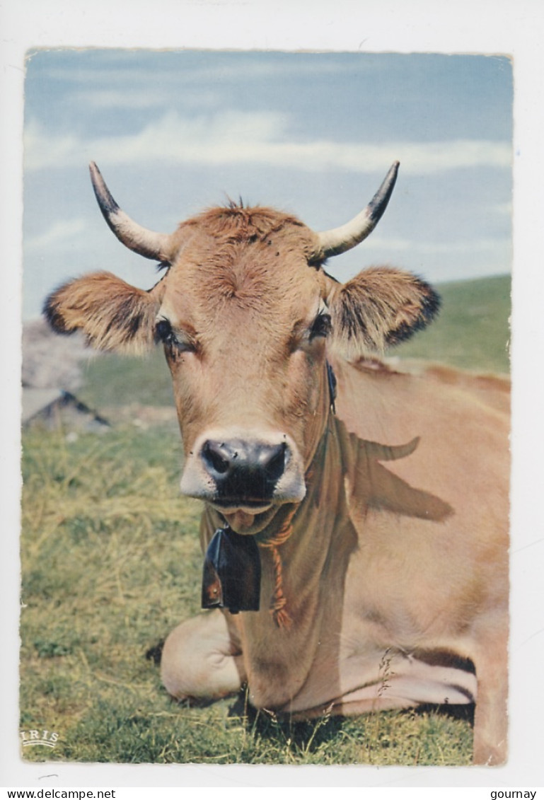 Vache Bovin Des Combrailles Originaire Du Plateau D'Aubrac, Sud Du Massif Central (cp N°2701 Cap) Reine - Vacas