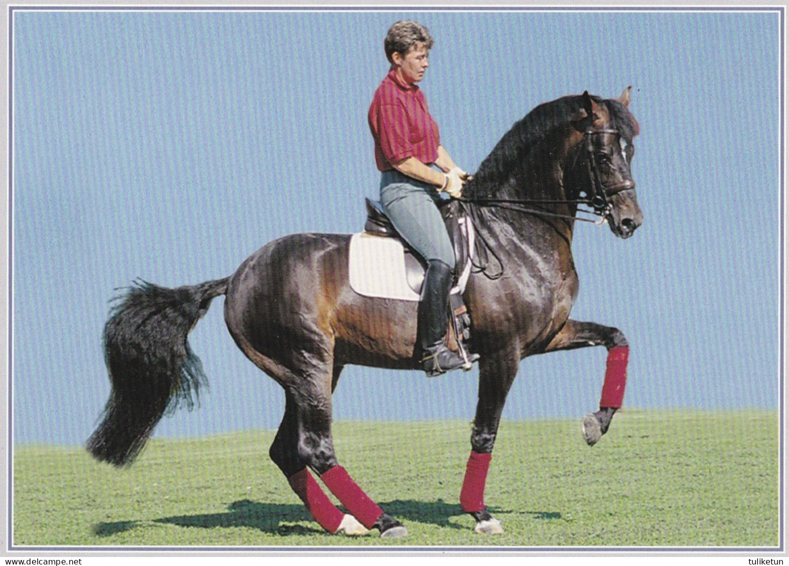 Horse - Cheval - Paard - Pferd - Cavallo - Cavalo - Caballo - Häst - Dressage - Kyra Kyrklund - Master 850 SWB - Paarden