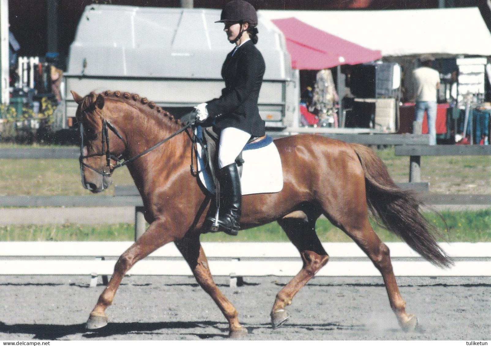 Horse - Cheval - Paard - Pferd - Cavallo - Cavalo - Caballo - Häst - Stallion Iikor - Horse College - RARE - Pferde