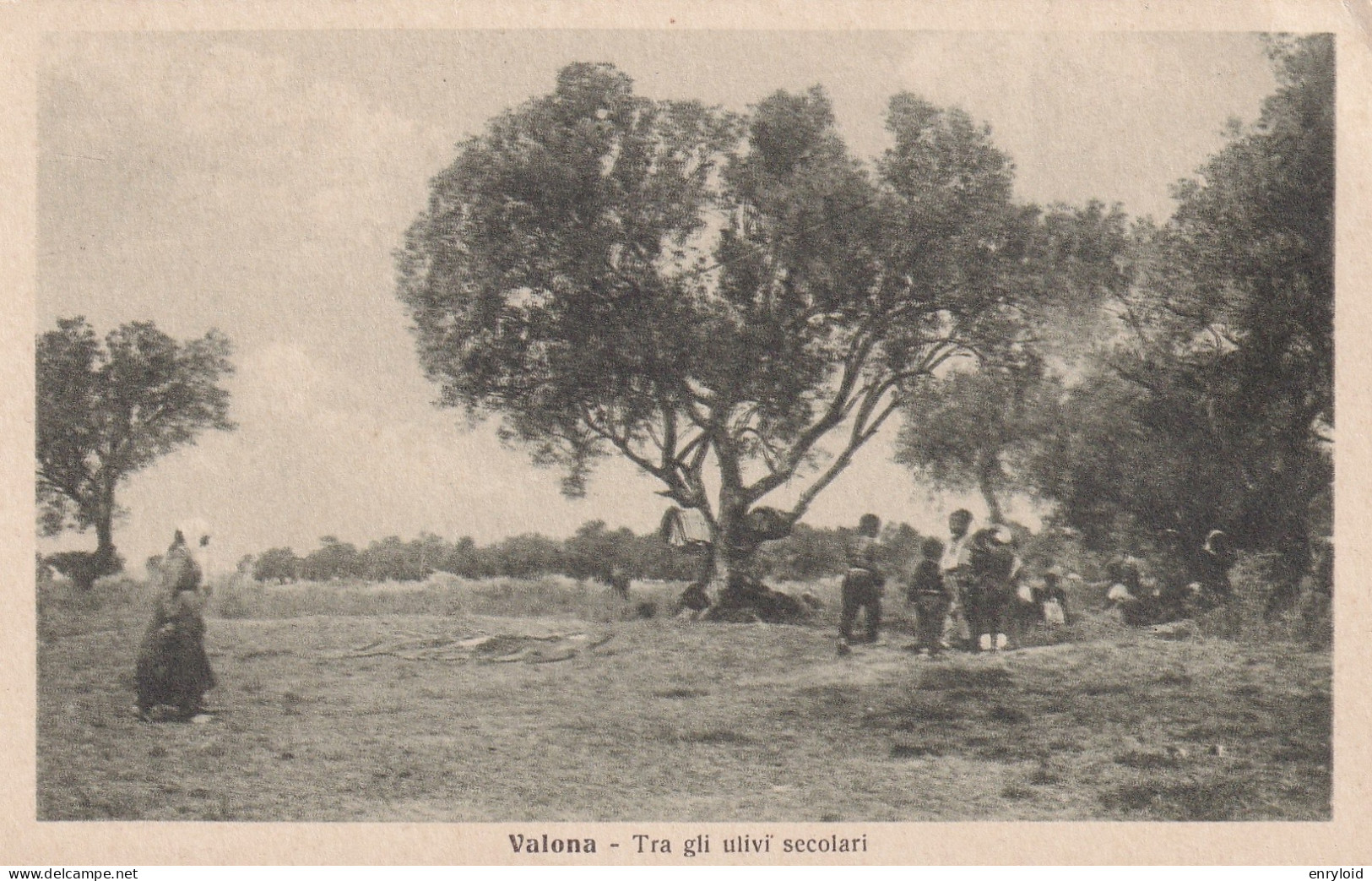 Valona Tra Gli Ulivi Secolari - Albania