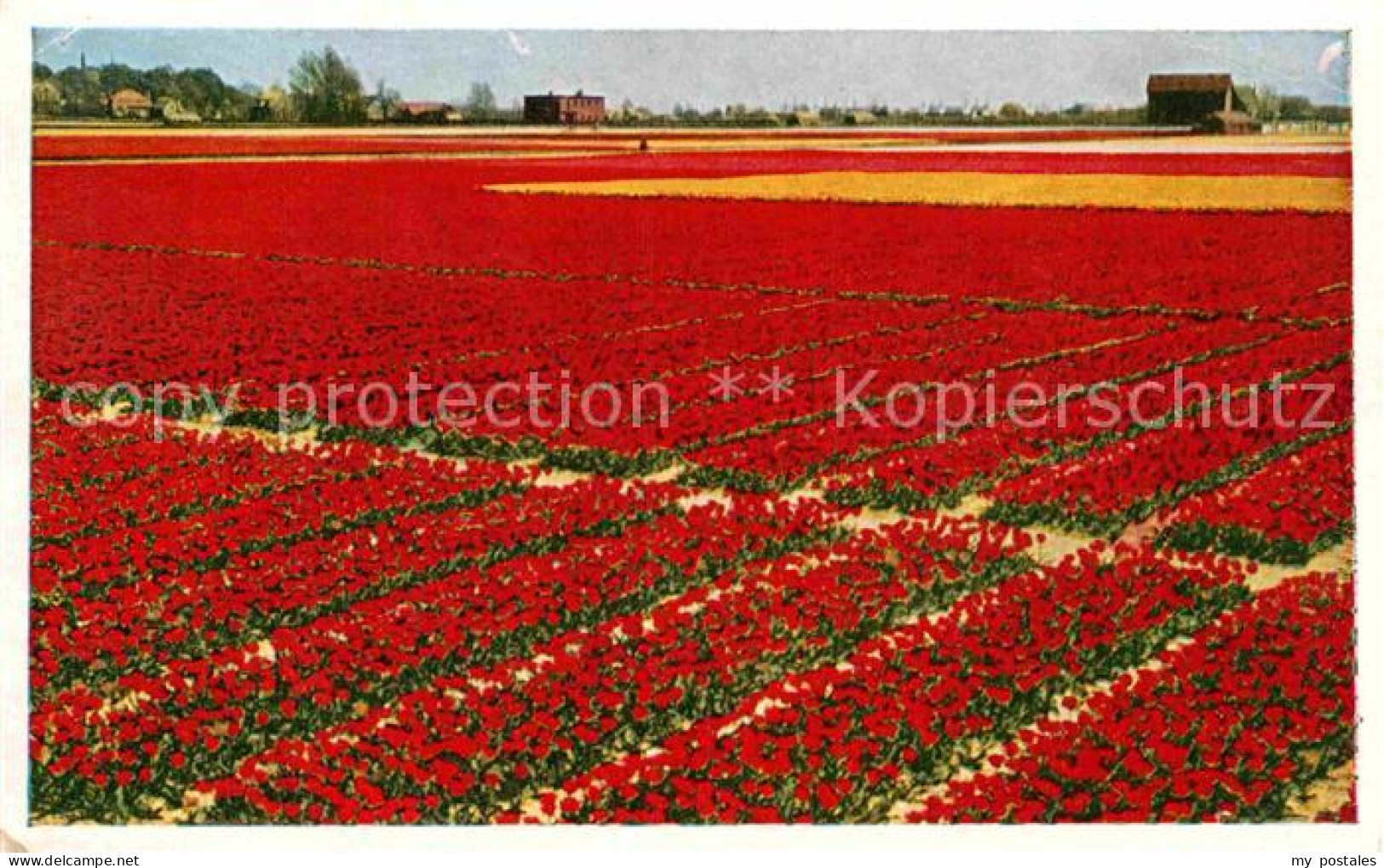 72842267 Lisse Keukenhof Lisse - Other & Unclassified