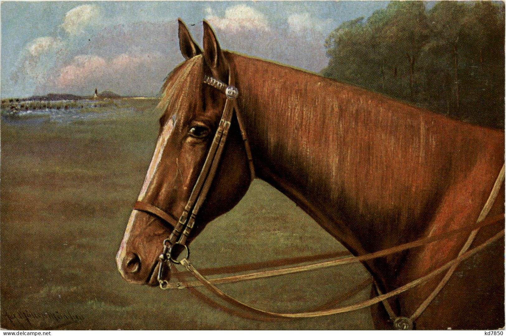 Pferd - Horse - Paarden