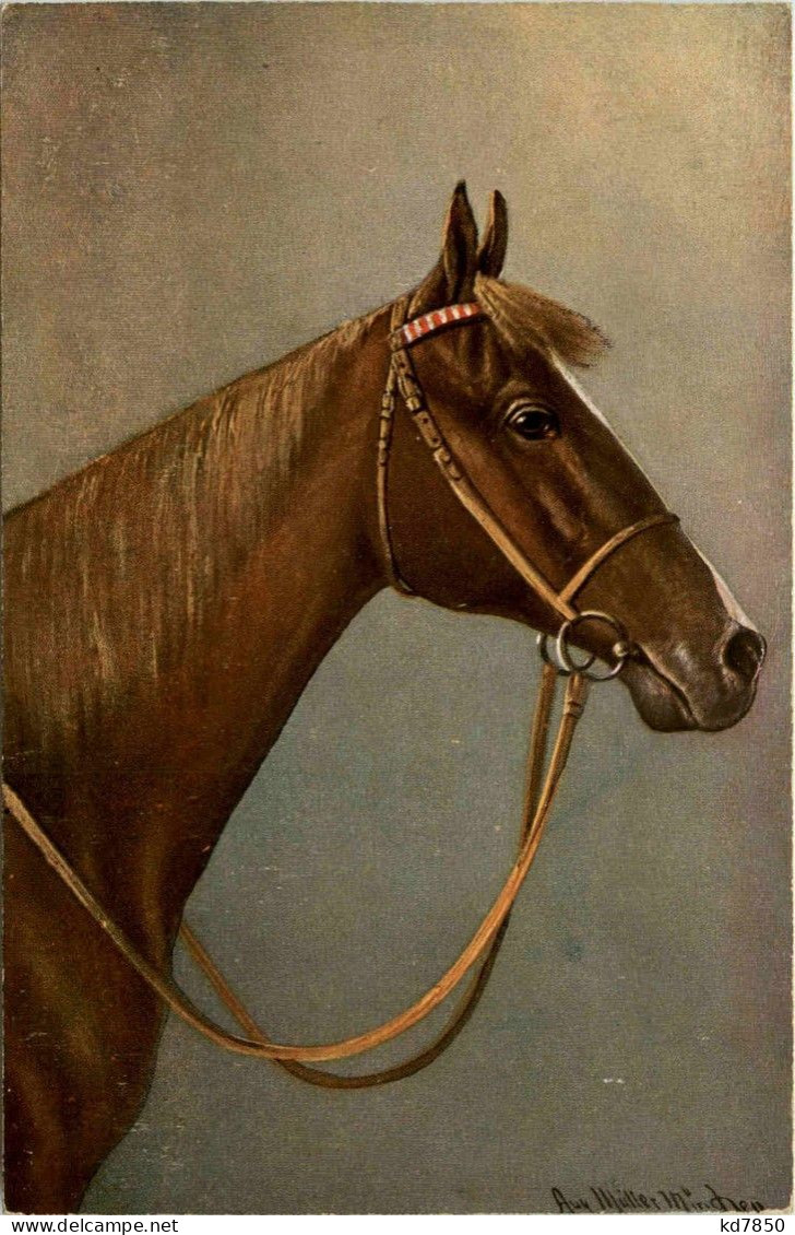Pferd - Horse - Pferde