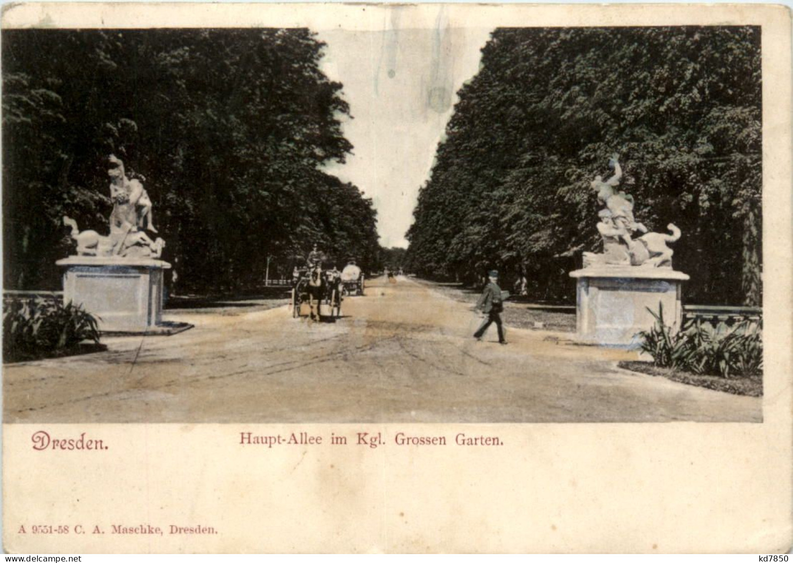 Dresden, Haupt-Allee Im Kgl. Grossen Garten - Dresden