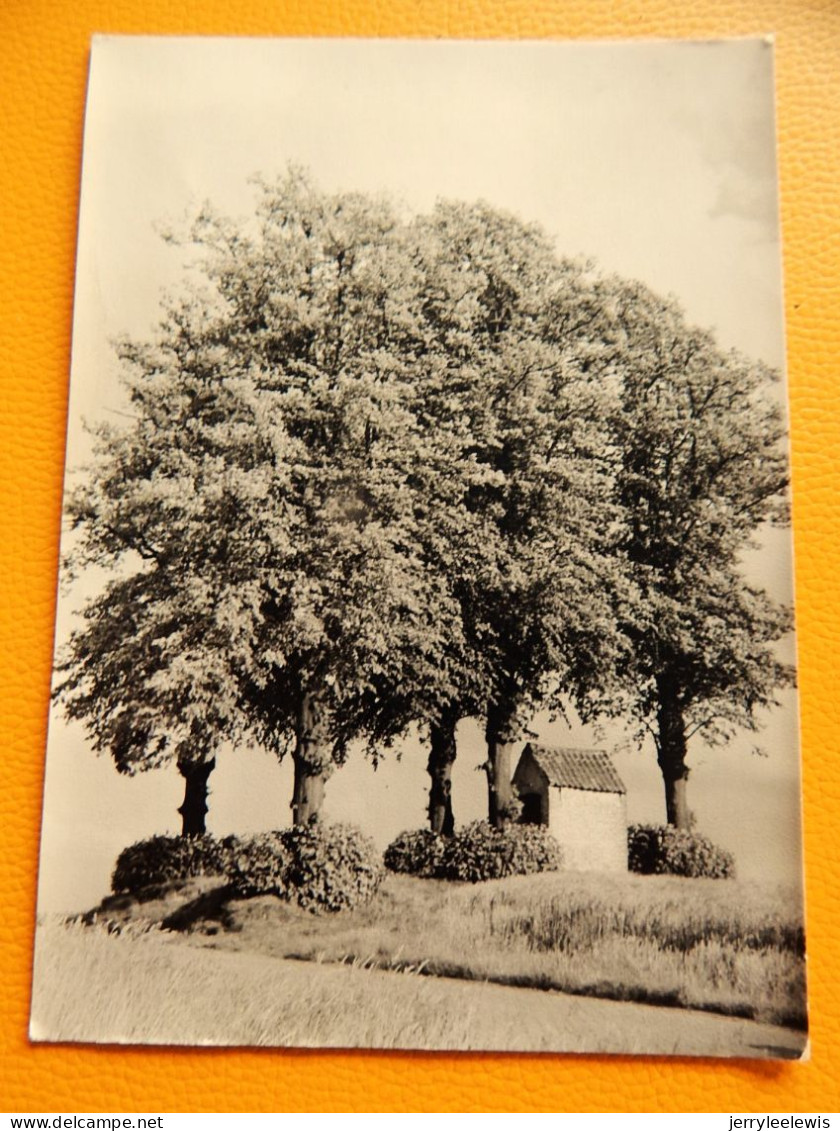 ROZEBEKE Aan ZWALM  - De Vijf Linden - Zwalm