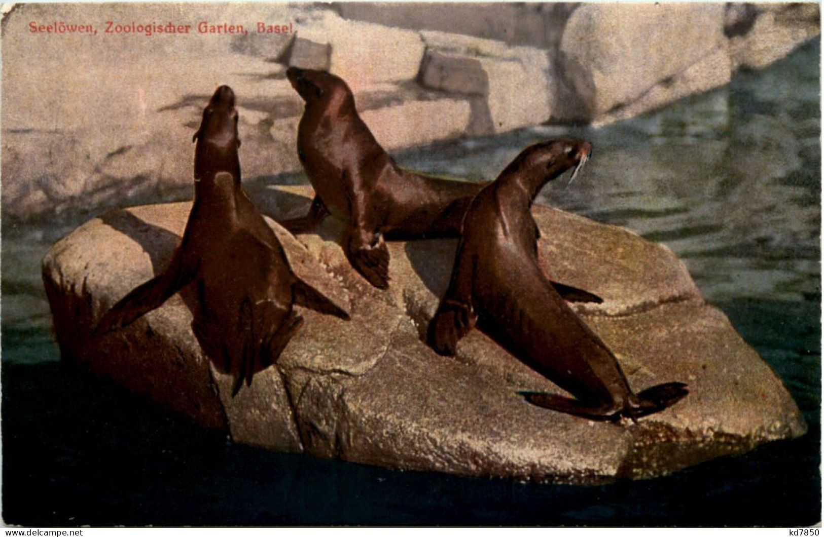 Basel - Zoologischer Garten - Seelöwen - Autres & Non Classés