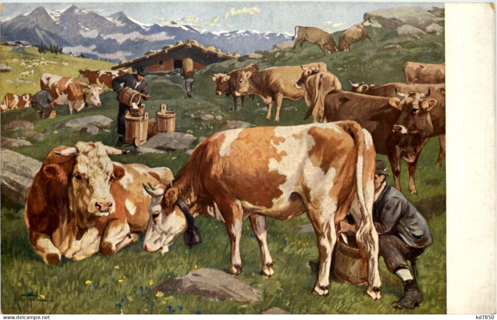 Kühe - Cow - Kühe