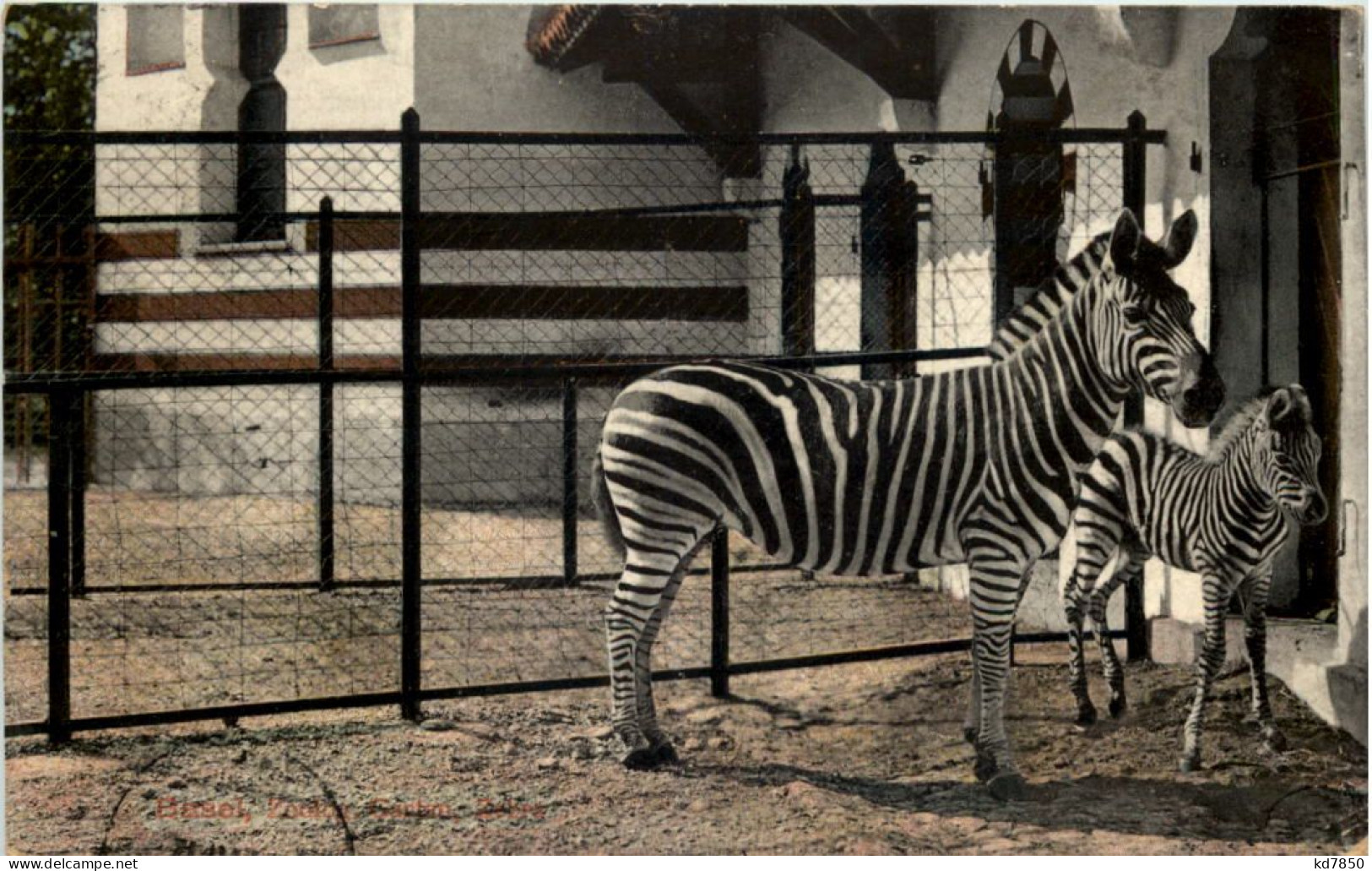 Basel - Zoologischer Garten - Zebra - Sonstige & Ohne Zuordnung