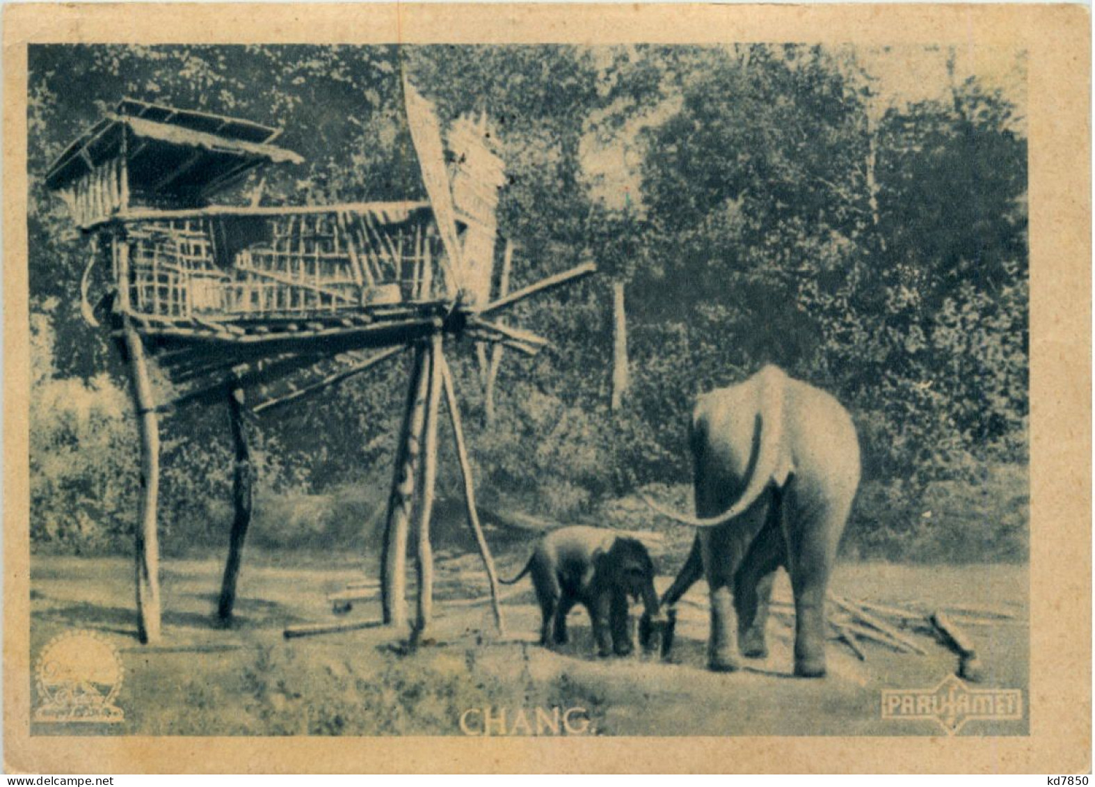 Chang - Elefant - Éléphants