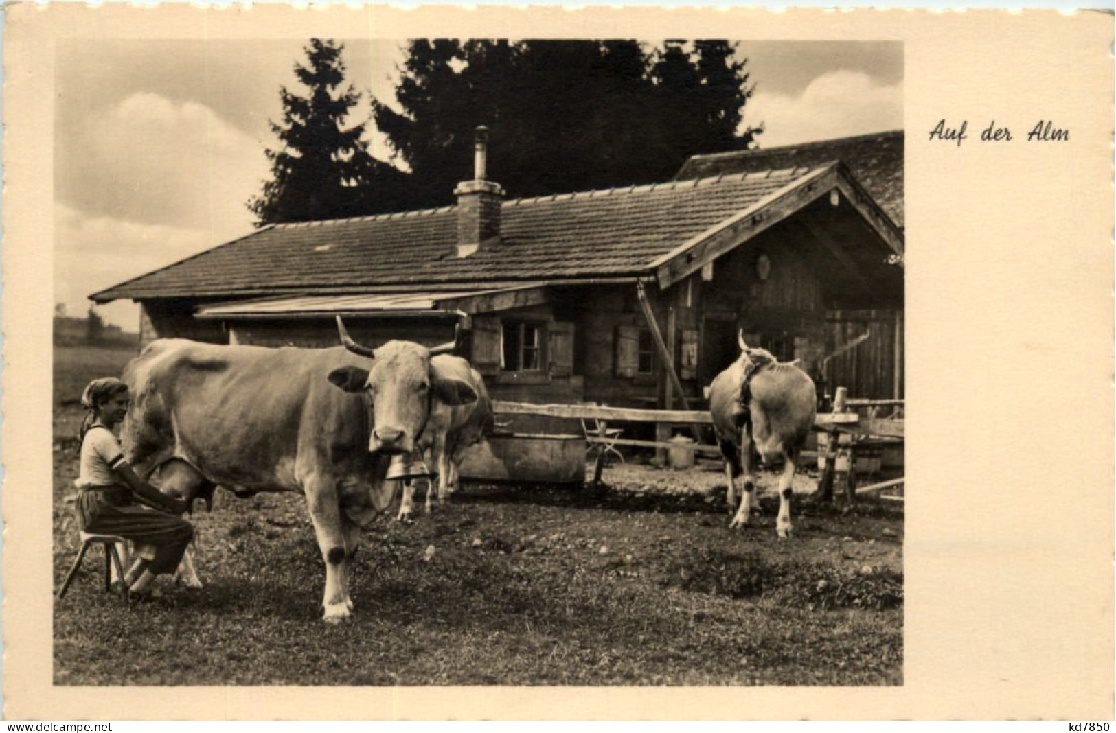 Auf Der Alm - Garmisch-Partenkirchen