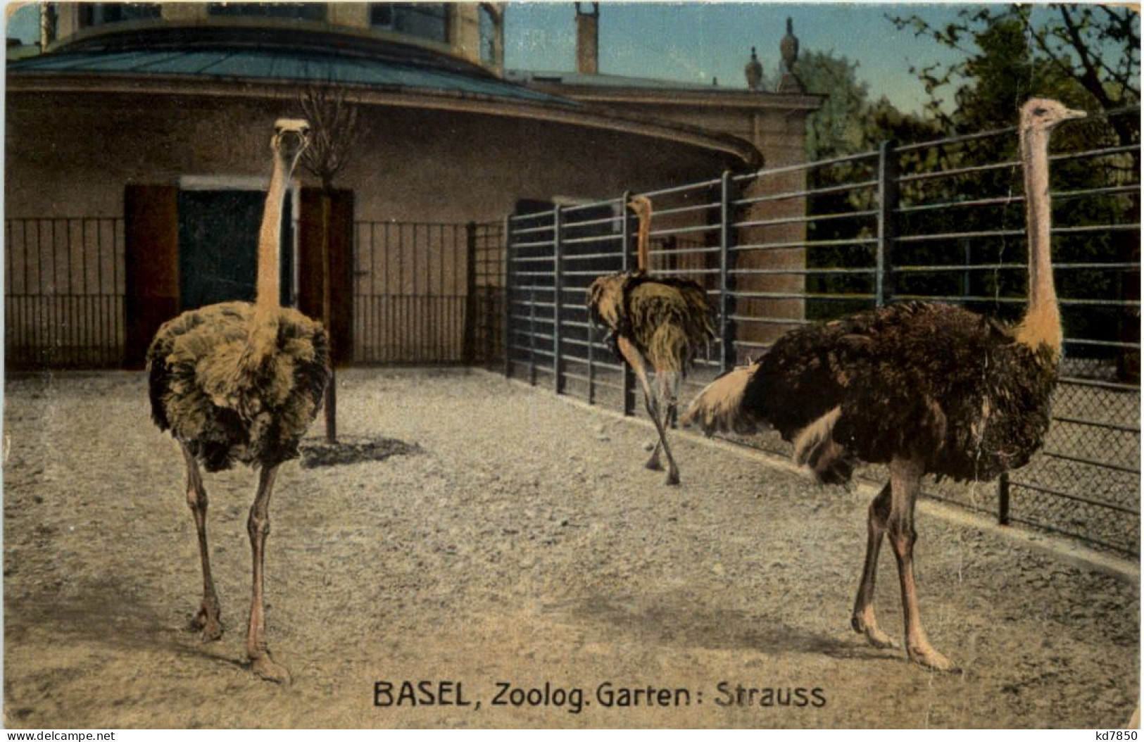 Basel - Zoologischer Garten - Strauss - Sonstige & Ohne Zuordnung