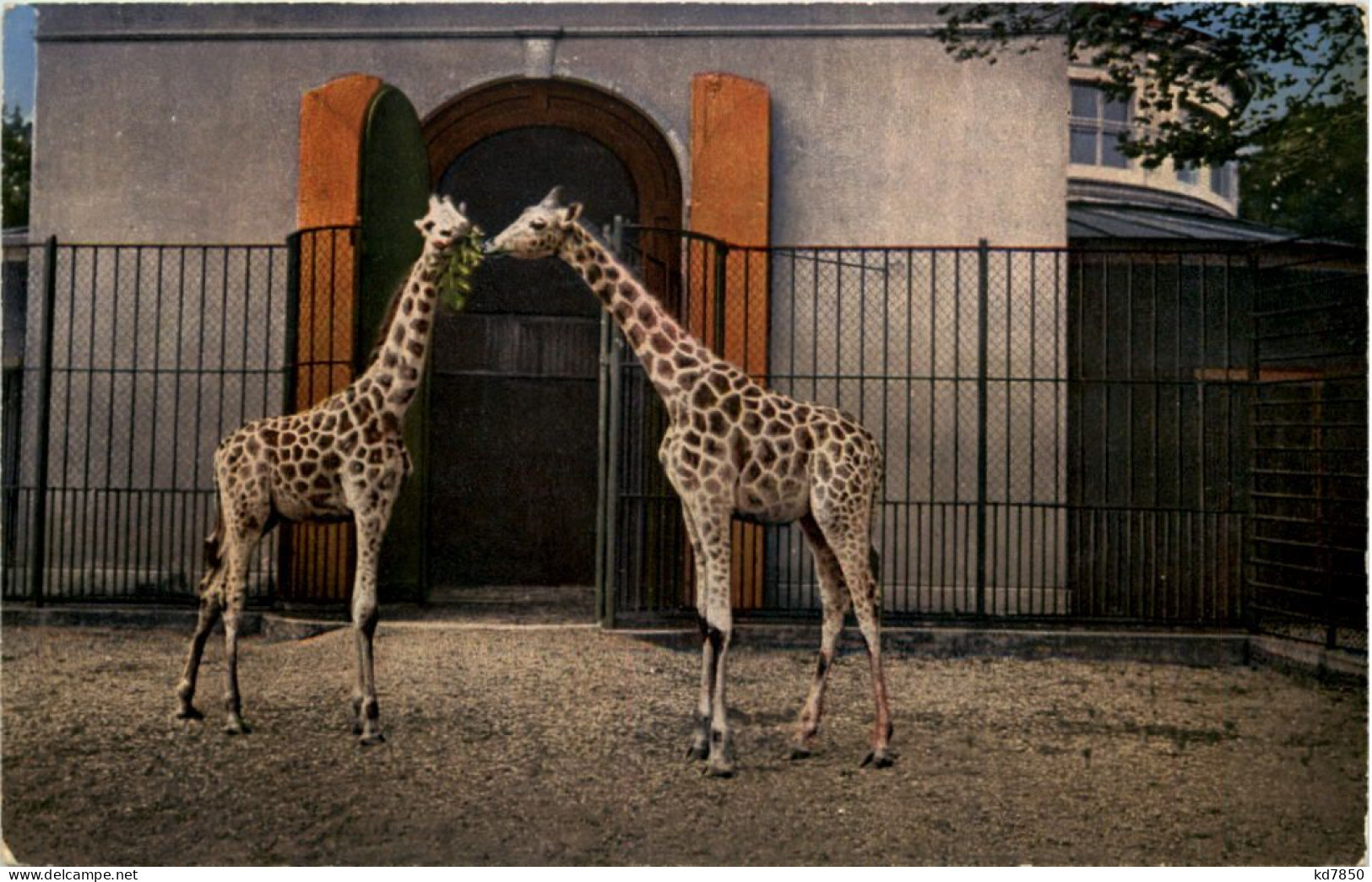 Basel - Zoologischer Garten - Giraffen - Altri & Non Classificati