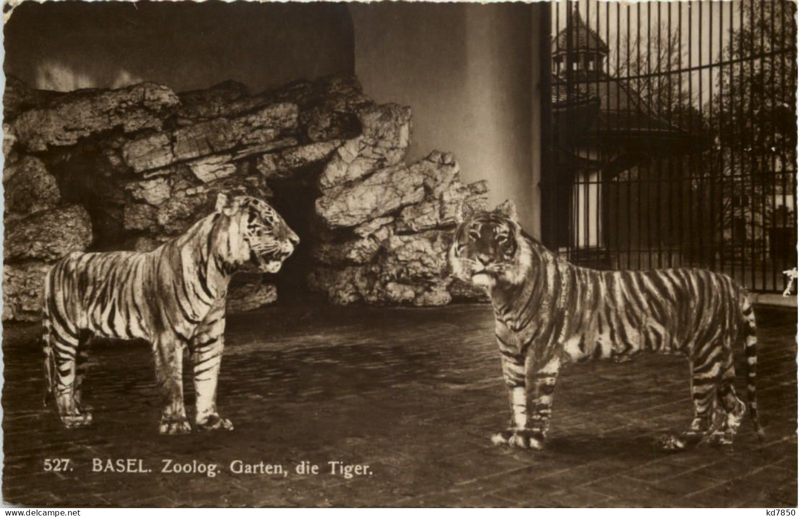Basel - Zoologischer Garten - Tiger - Autres & Non Classés