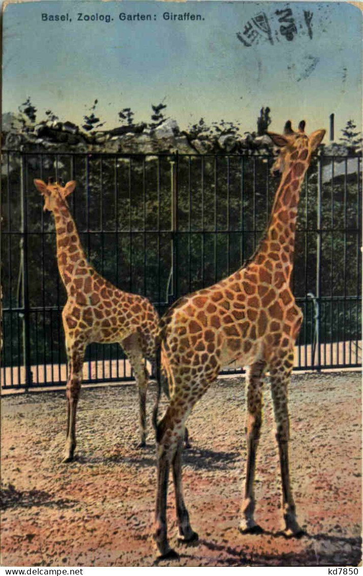 Basel - Zoologischer Garten - Giraffen - Altri & Non Classificati