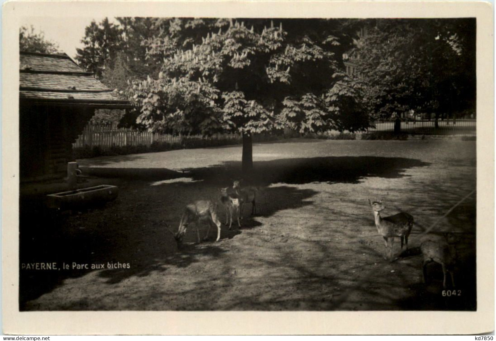 Payerne, Le Parc Aux Biches - Sonstige & Ohne Zuordnung