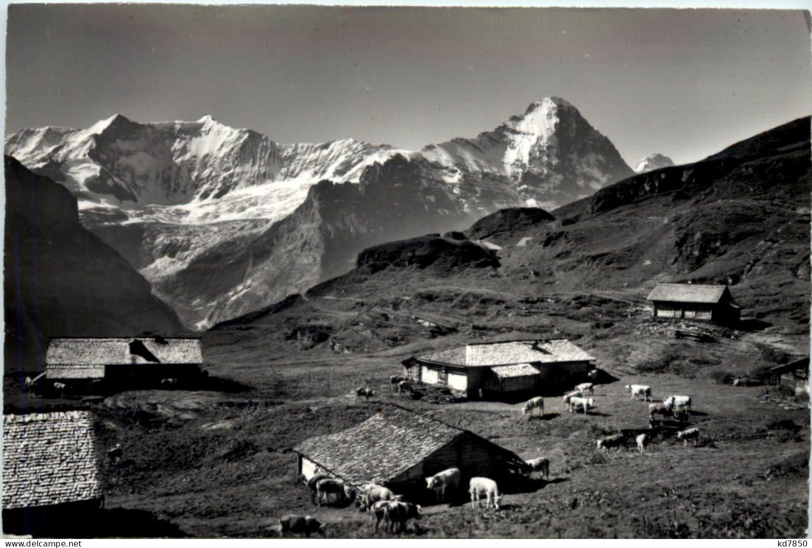 Grindelwald, Alp Bachläger - Grindelwald