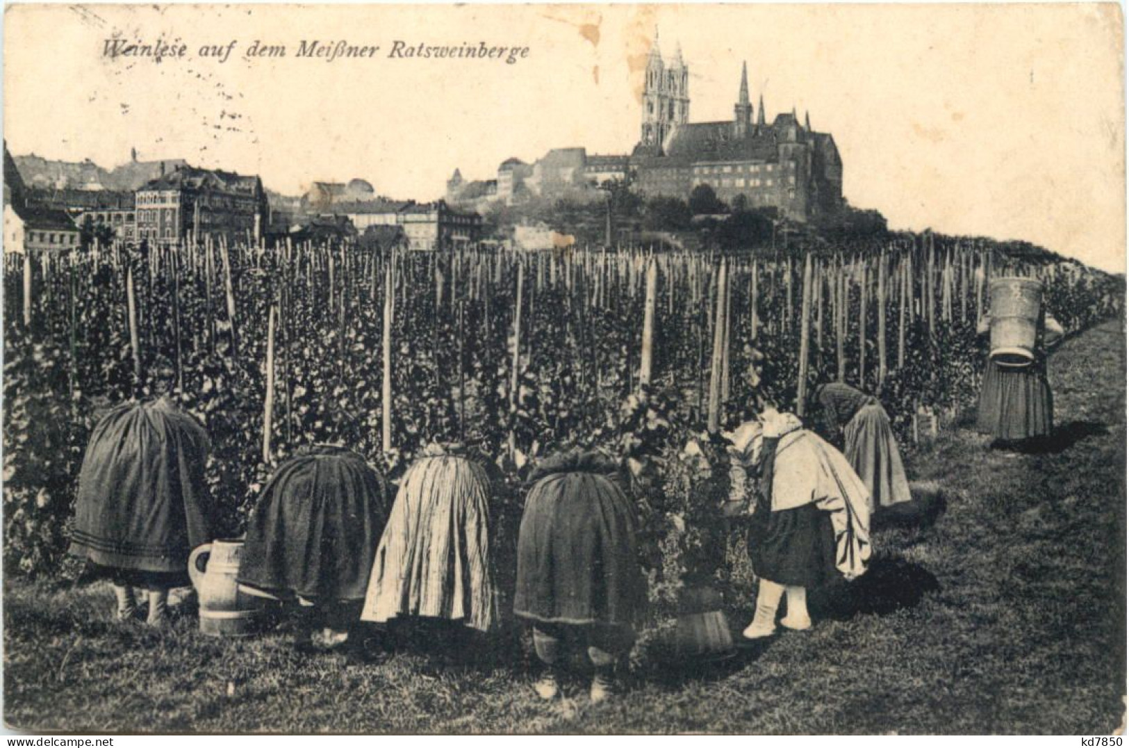 Meissen - Weinlese Auf Dem MEissner Ratsweinberge - Meissen