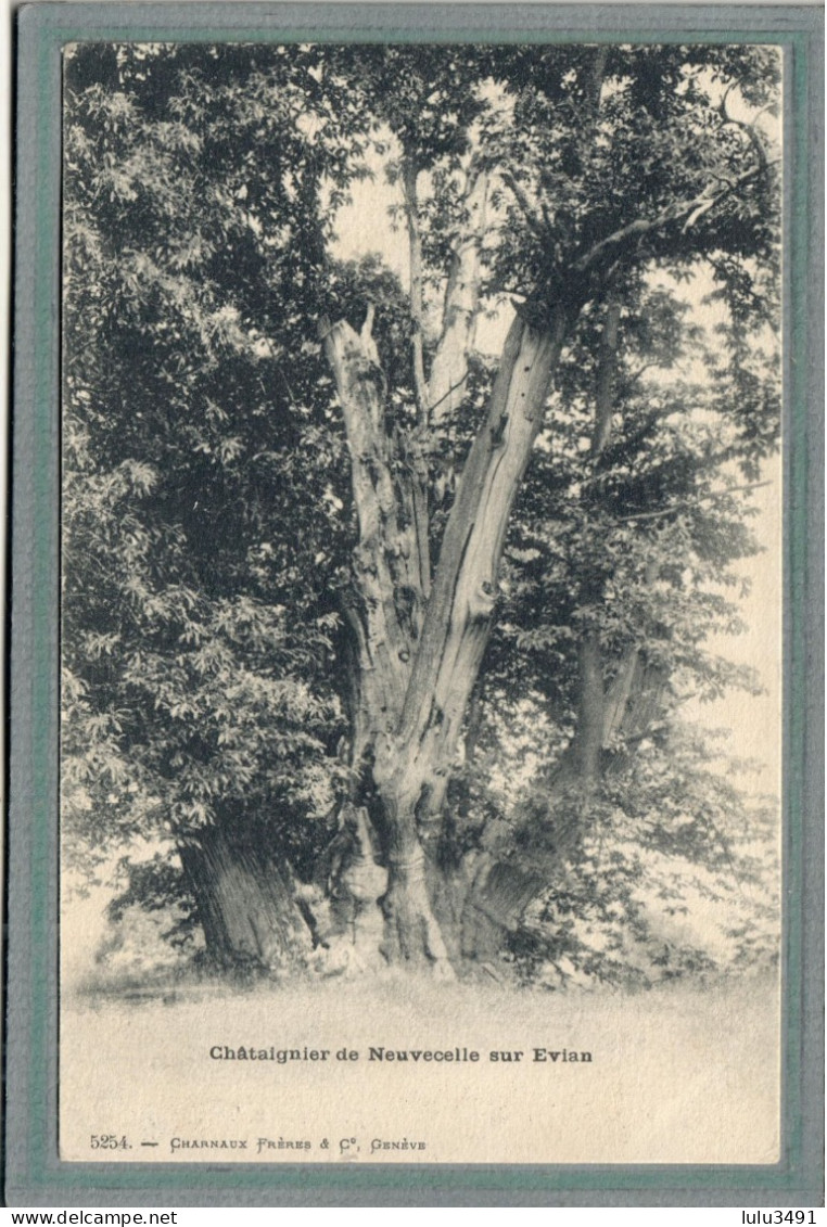 CPA (74) NEUVECELLE-sur-EVIAN - Thème: ARBRE - Aspect Du Vieux Châtaignier Géant En 1900 - Other & Unclassified