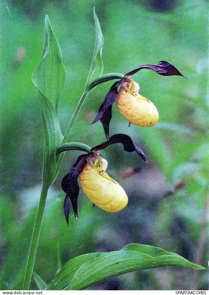 FLOWERS Vintage Ansichtskarte Postkarte CPSM #PBZ683.DE - Fleurs