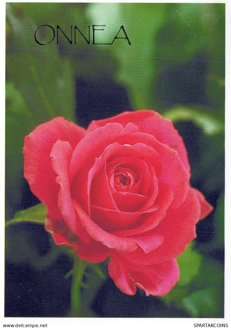 FLOWERS Vintage Ansichtskarte Postkarte CPSM #PBZ805.DE - Blumen