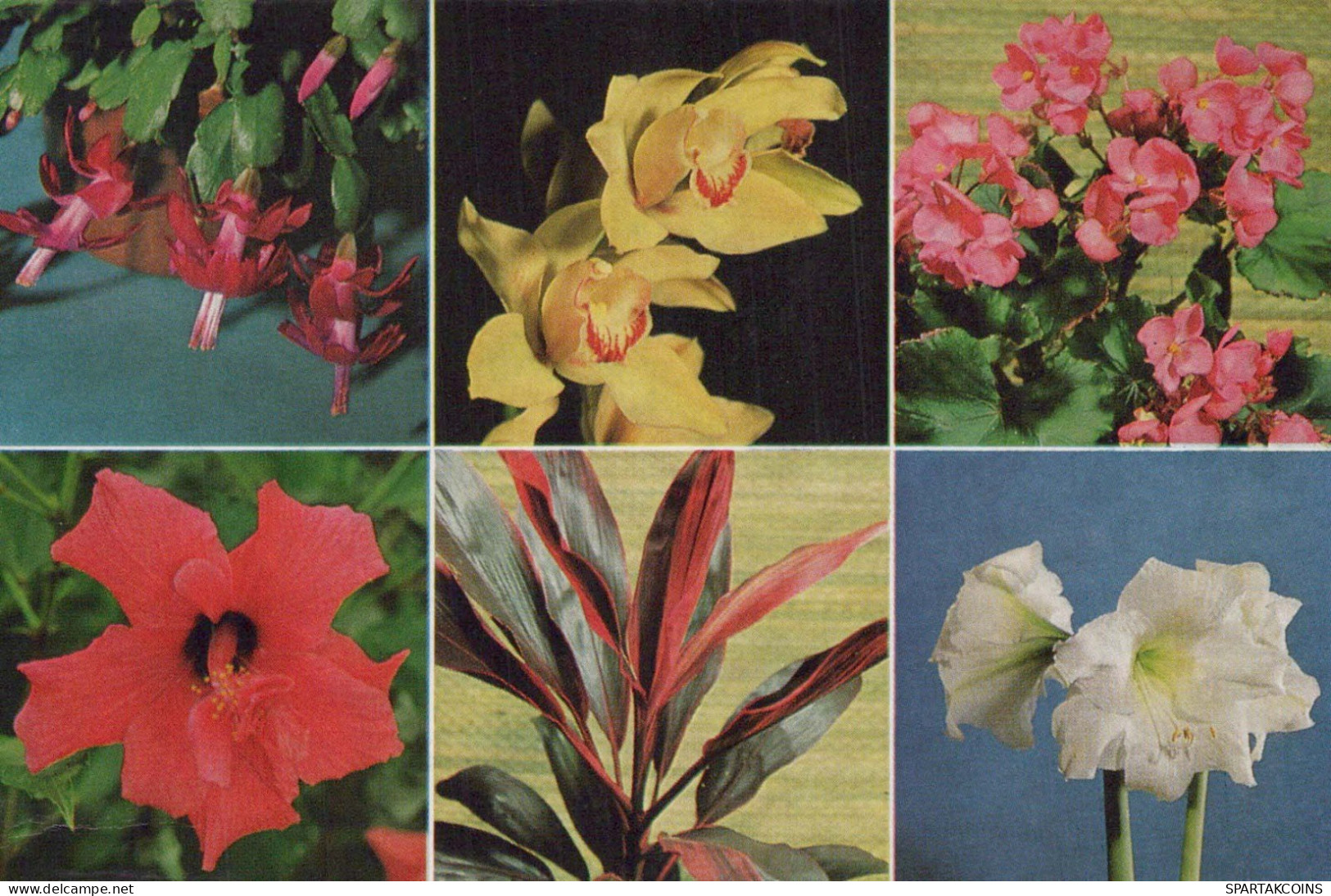 FLOWERS Vintage Ansichtskarte Postkarte CPSM #PBZ323.DE - Blumen