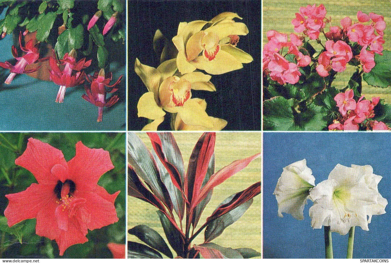 FLOWERS Vintage Ansichtskarte Postkarte CPSM #PBZ323.DE - Fleurs