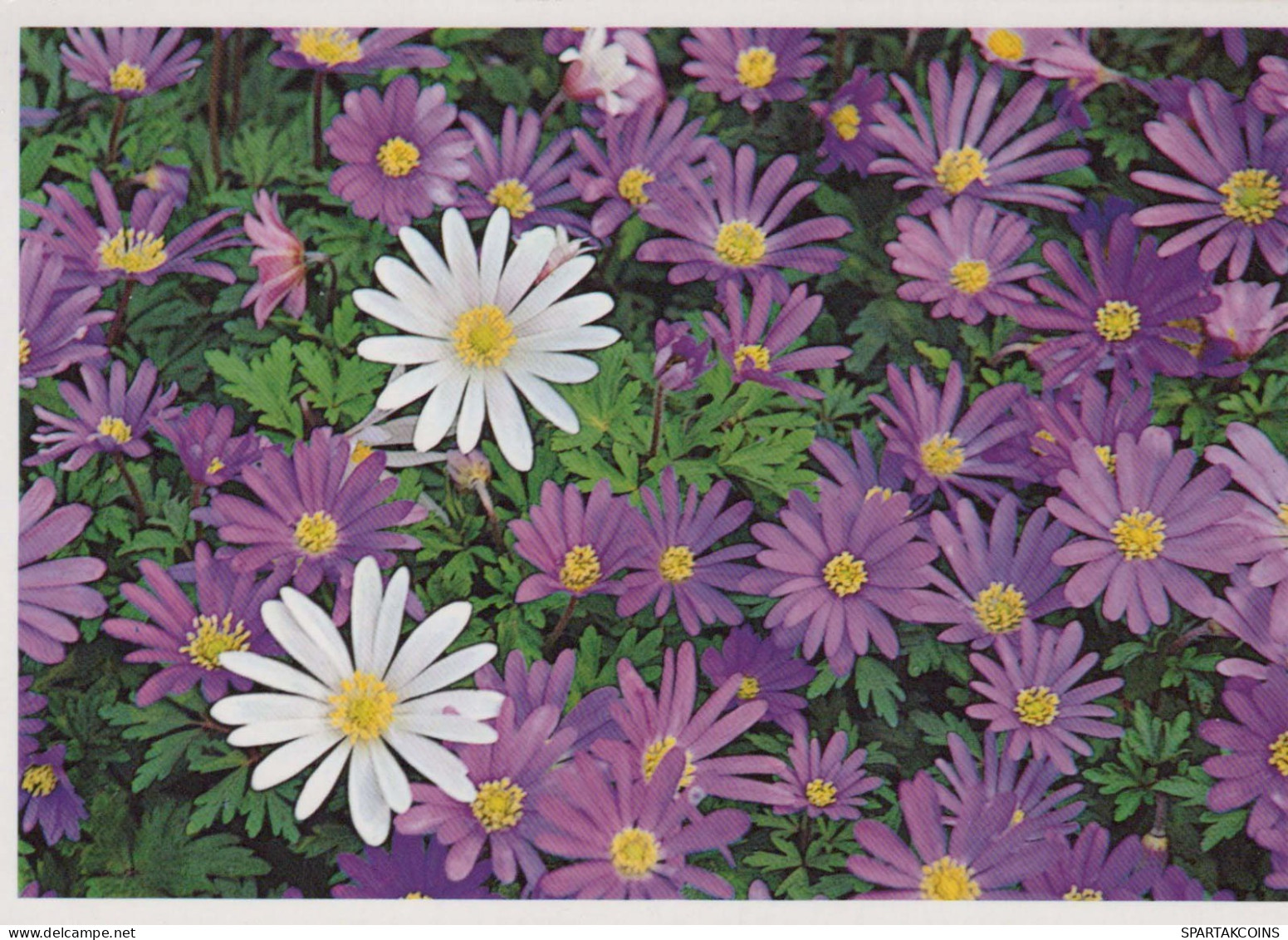 FLOWERS Vintage Ansichtskarte Postkarte CPSM #PBZ203.DE - Fleurs
