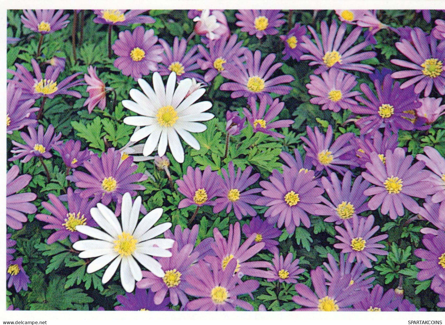 FLOWERS Vintage Ansichtskarte Postkarte CPSM #PBZ203.DE - Flowers