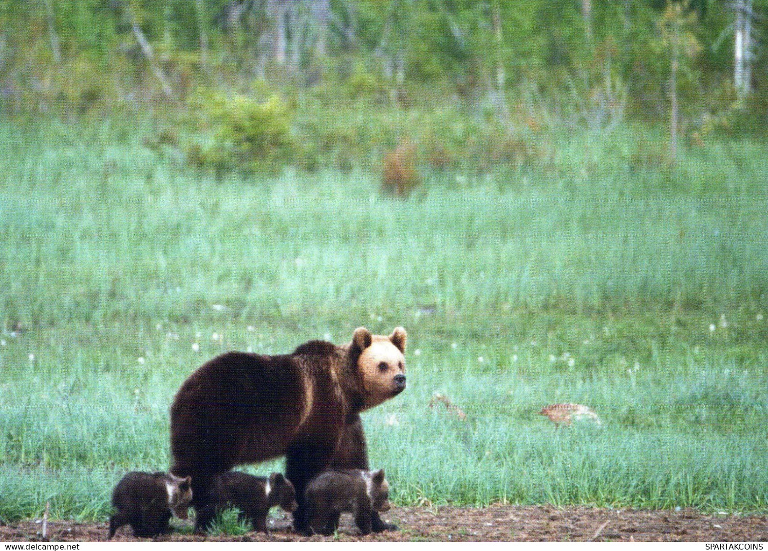 GEBÄREN Tier Vintage Ansichtskarte Postkarte CPSM #PBS344.DE - Bears