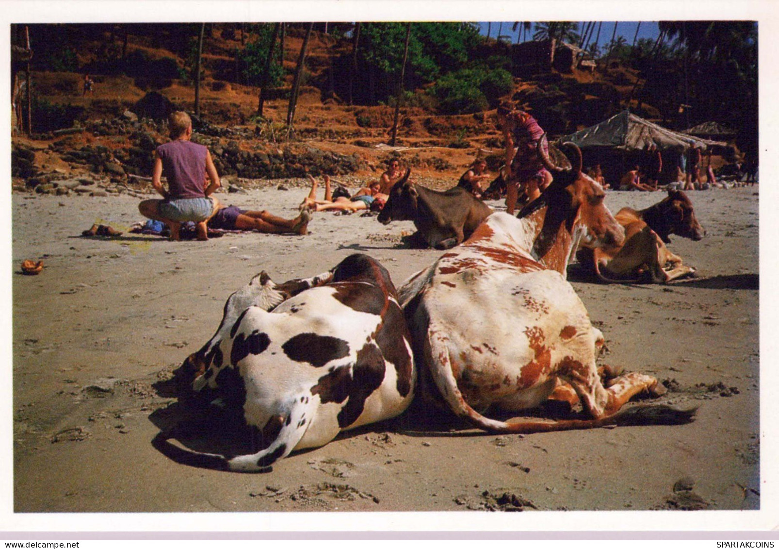 KUH Tier Vintage Ansichtskarte Postkarte CPSM #PBR808.DE - Cows