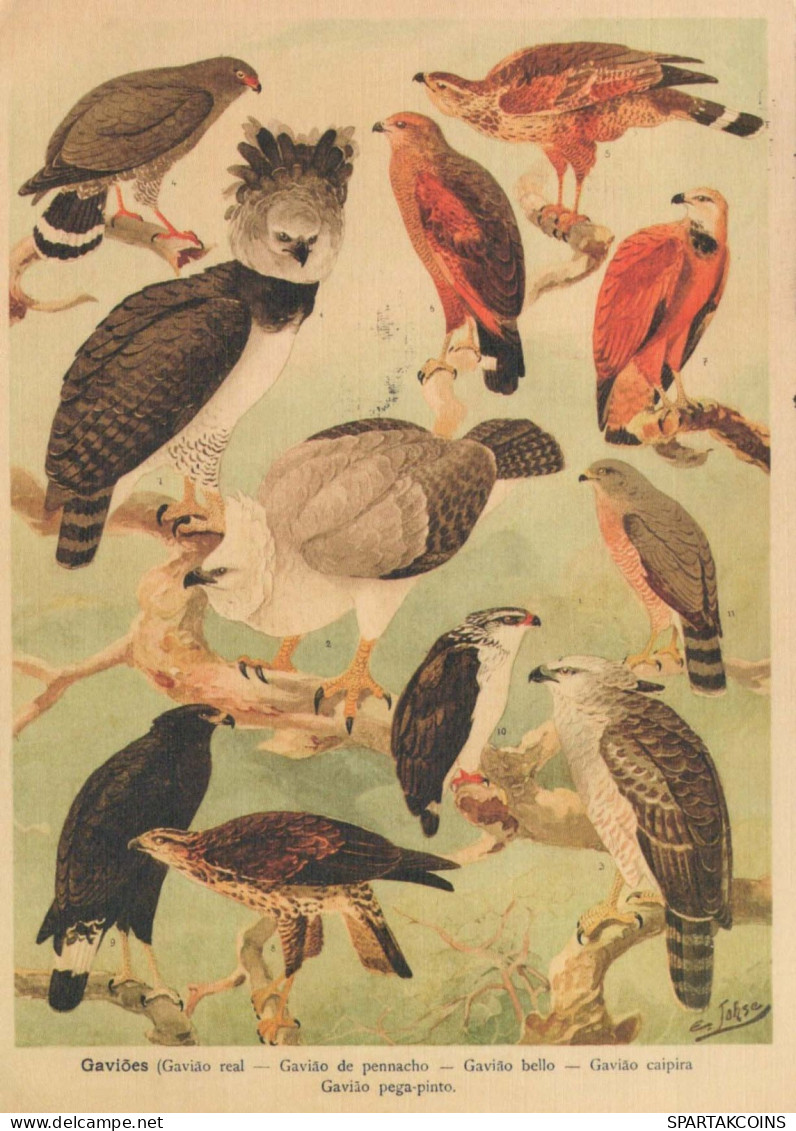 VOGEL Tier Vintage Ansichtskarte Postkarte CPSM #PBR553.DE - Vögel