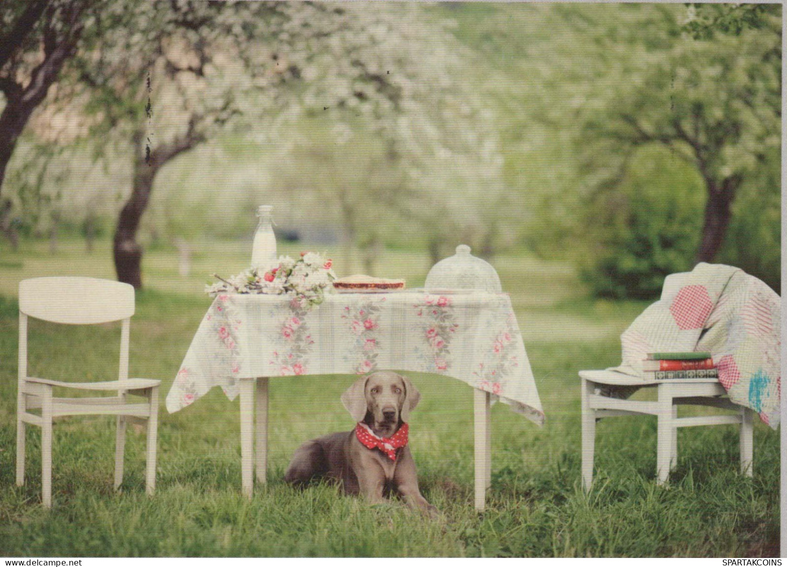 HUND Tier Vintage Ansichtskarte Postkarte CPSM #PBQ510.DE - Hunde