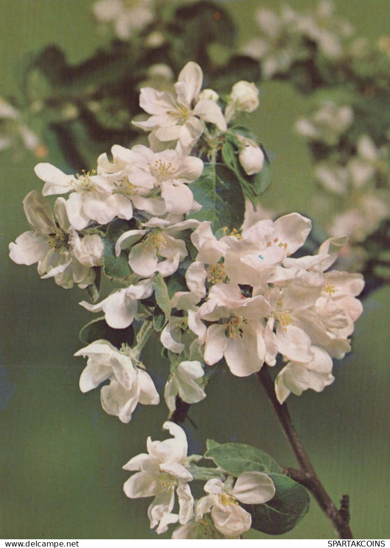 FLOWERS Vintage Ansichtskarte Postkarte CPSM #PAS456.DE - Blumen