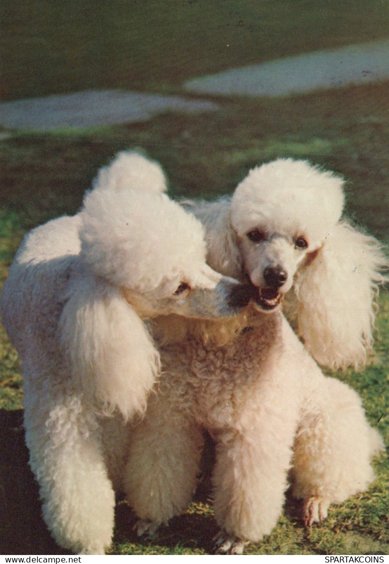 HUND Tier Vintage Ansichtskarte Postkarte CPSM #PAN617.DE - Dogs