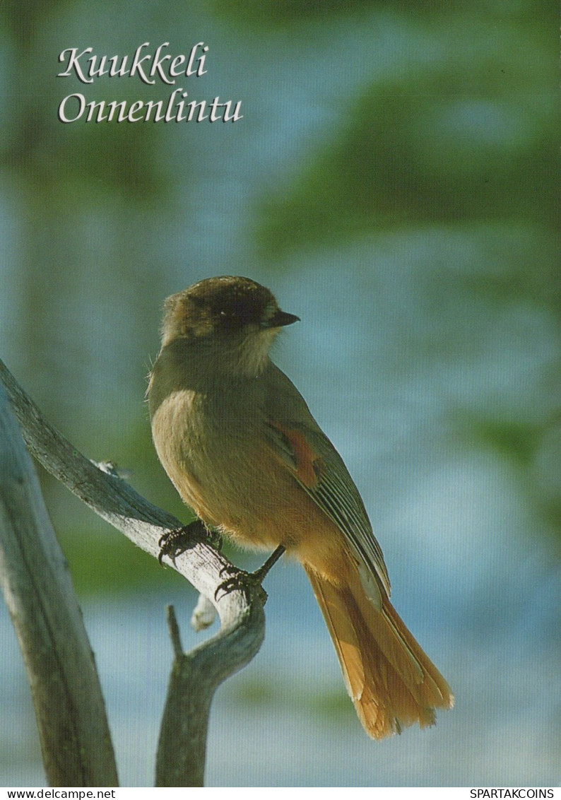 VOGEL Tier Vintage Ansichtskarte Postkarte CPSM #PAM744.DE - Oiseaux